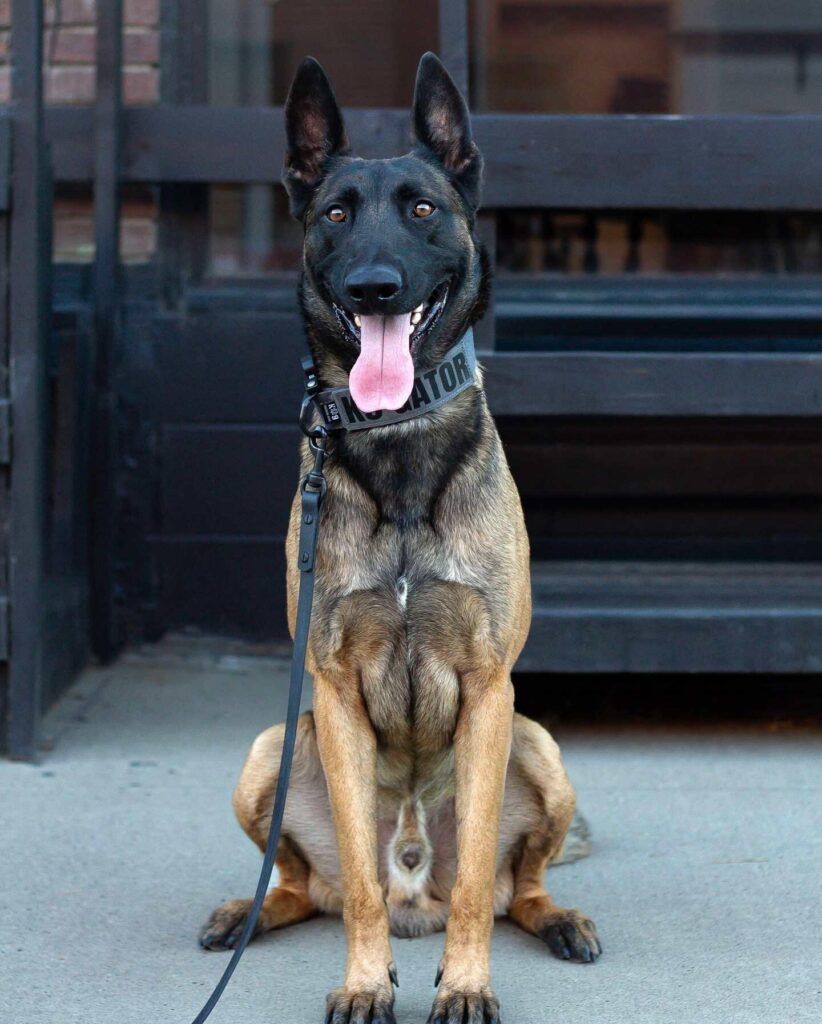 A Belgian Malinois dog sits on a concrete surface in front of a dark wooden bench in Boundary County ID, wearing a collar labeled "PREDATOR" and attached to a black leash, with its tongue out and ears upright. | Boundary County ID