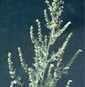 A close-up view of a single plant with narrow, pointed leaves and clusters of small, round, light-colored buds on multiple upright stems, set against a dark background in Boundary County ID. | Boundary County ID