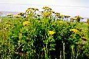 A cluster of green plants with numerous small yellow flowers flourishes outdoors in Boundary County ID, set against a blurred background of sky and landscape. | Boundary County ID