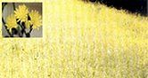A large field densely covered with yellow wildflowers in Boundary County ID; an inset in the top left shows a close-up of a cluster of three yellow flowers on green stems. | Boundary County ID