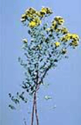 A tall plant with slender reddish stems and clusters of small yellow flowers at the top, set against a plain blue background. Green oval leaves grow along the stems, reminiscent of flora found in Boundary County ID Public Info displays. | Boundary County ID
