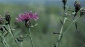 A close-up of a thistle plant with a single purple flower in bloom and several buds, captured in scenic Boundary County ID, against a blurred green background. | Boundary County ID