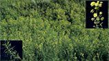 Dense green field in Boundary County ID with small yellow-green plants. Two insets show close-ups: one of thin, green plant stems and another of yellow flowers with green leaves—helpful for Public Info or Public Service materials. | Boundary County ID