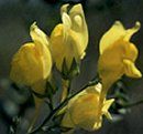 Close-up of several yellow snapdragon flowers on green stems, with a blurred background in Boundary County ID. | Boundary County ID
