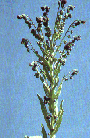 A tall green plant with elongated leaves and clusters of small, dark buds or flowers at the top stands beneath the clear blue sky, symbolizing the natural beauty of Boundary County ID. | Boundary County ID